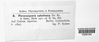 Peronospora calotheca image